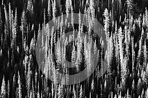 Lodgepole pine tree pattern of dead and live trees in Wyoming