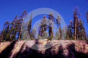 Lodgepole Pine Trees   62383