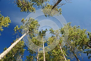 Lodgepole pines, Canadian Rockies