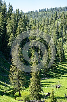 Lodgepole Pines in the Lamar Valley area of Yellowstone National Park in summer