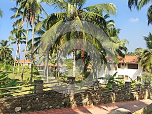 Lodges in a palm grove