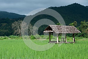 Lodging in the rice field .