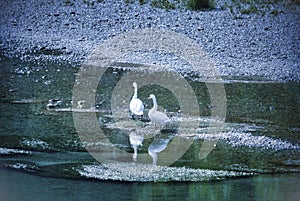 Lodi Italy: swans in the Adda river