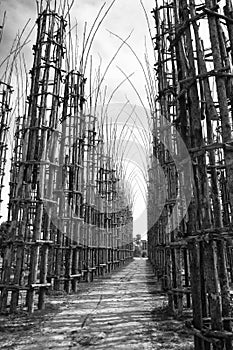 Lodi Lombardy, Italy: the vegetal cathedral