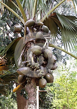 Lodoicea maldivica,Royal Botanic Garden,Sri Lanka