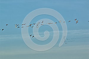 Geese and Bald Eagles in National Wildlife Refuge