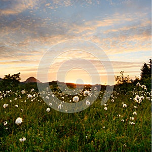 Lofoten cotton grass in sunset