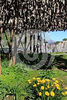 Lofoten's dandelions and stockfish