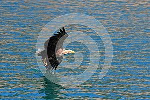 Lofoten`s eagle diagonally flying on surface