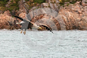 Lofoten`s eagle landing procedure in Lofoten waters