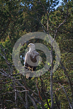 Lofoten`s eagle menacing when resting