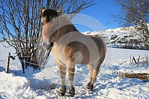 Lofoten's horse
