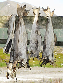 Lofoten stockfish drying