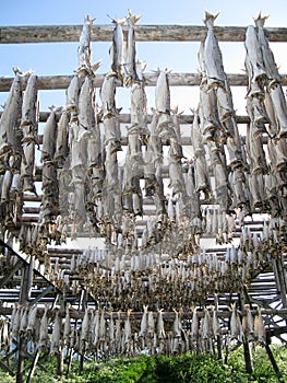 Lofoten stockfish drying