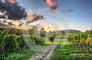 Lofty clouds over the vineyards