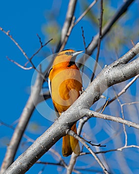 Lofty Perch Bullock`s Oriole