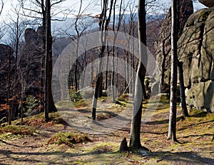 Lofty stones in forest