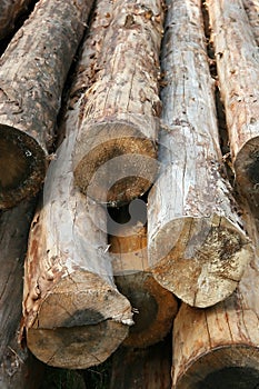 Log