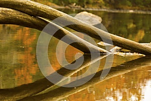 Log arch in the Farmington River with fall foliage, Connecticut