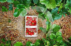 Log basket with fresh red organic strawberries on a green strawberry field