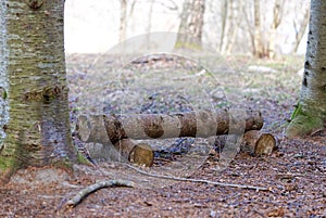 A log bench in forest. Old Wooden seat In park.