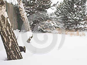 Log bench between two birch trees in the garden in the background of pines