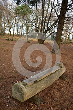 Log Bench in Woods