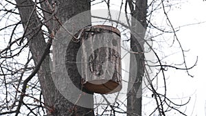 Log birdhouse on a tree trunk, tree branches with fallen leaves in autumn.