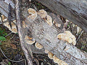 Log with Bracket Fungus Growing in Nature