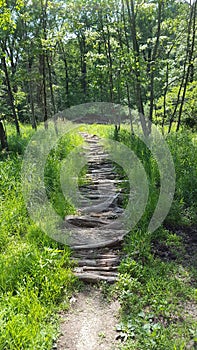 Log/branch hiking path