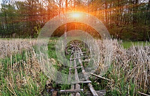 Log bridge across the swamp in forest