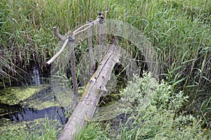 A log bridge span across the river in the forest.