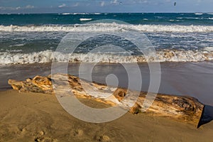 Log at Cabarete beach, Dominican Republ