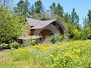 LOG CABIN HOME IN A COUNTRY MEADOW OF YELLOW POPPIES