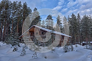 Log cabin in a pine forest in winter