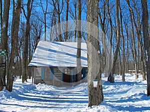 Log cabin in a treed area with sap buckets