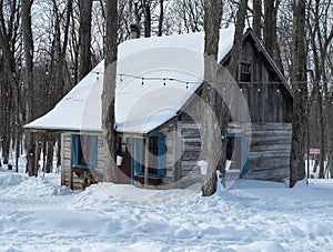 Log cabin in a treed area with sap buckets