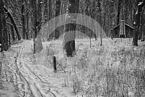 Log Cabin in Wintery Woods