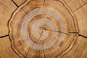 Log core against a wooden floor. Top view. Closeup. Background, texture series.