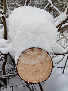 Log covered snow in forest