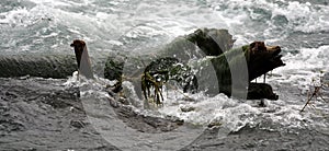 Log covered in wet green vegetation in rushing river