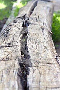 Log with a crack selective focus