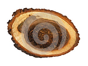 Log cross section, linden tree trunk