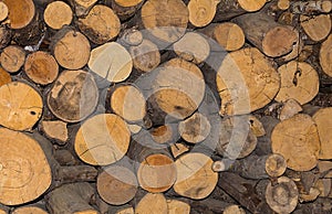 Log cut down abunch number trees close-up natural background