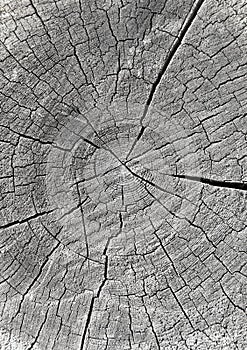 Log end face covered with small cracks