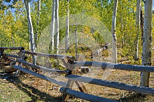 Log Fence at the edge of a young aspen woods