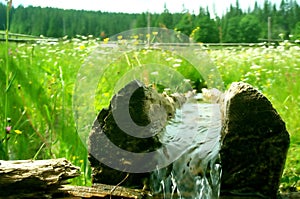 Log with fresh water