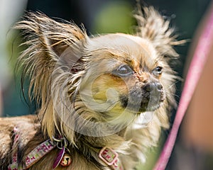A log fur Chihuahua portrait staring to the side of the camera