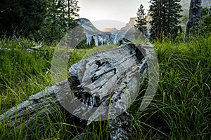 Log and Grass Below a Brilliant Sunrise in Yosemite Valley