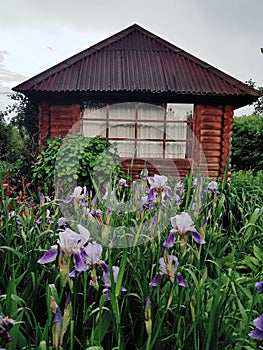 Log house in cottage flower garden